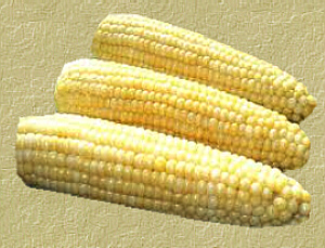 Corn Processing